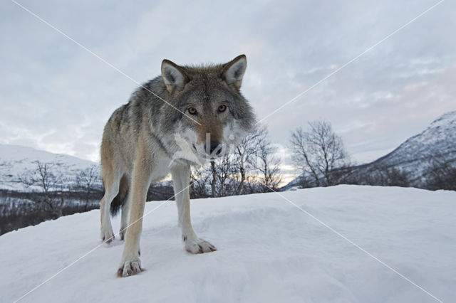 Grey Wolf (Canis lupus)