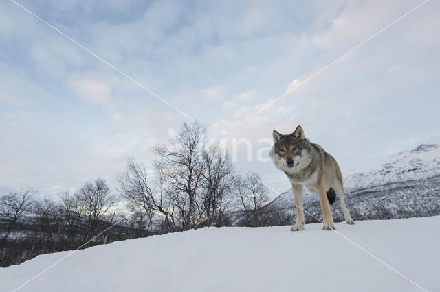 Grey Wolf (Canis lupus)