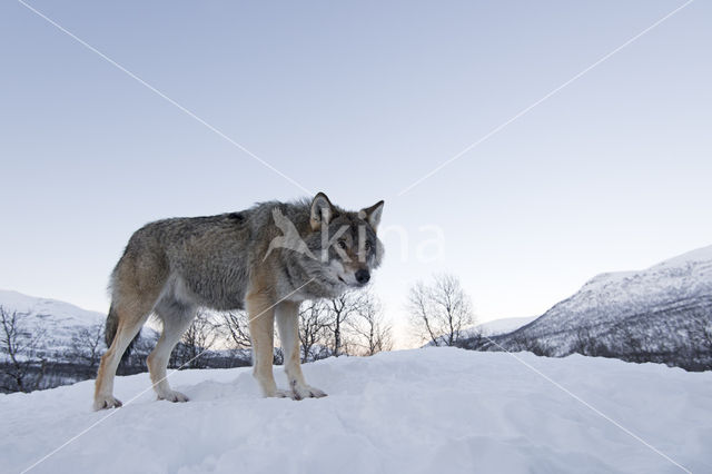 Grey Wolf (Canis lupus)