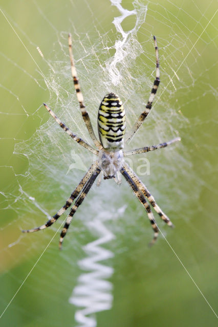 wasp spider (Argiope bruennichi)