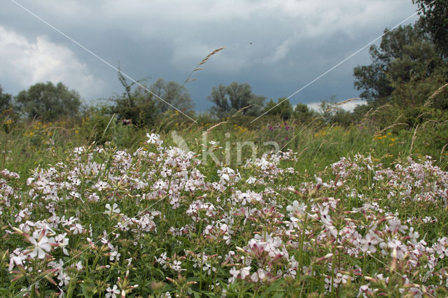 Soapwort (Saponaria officinalis)