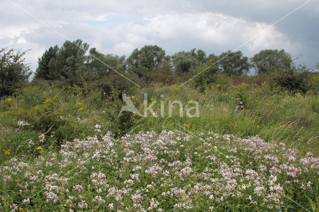 Soapwort (Saponaria officinalis)