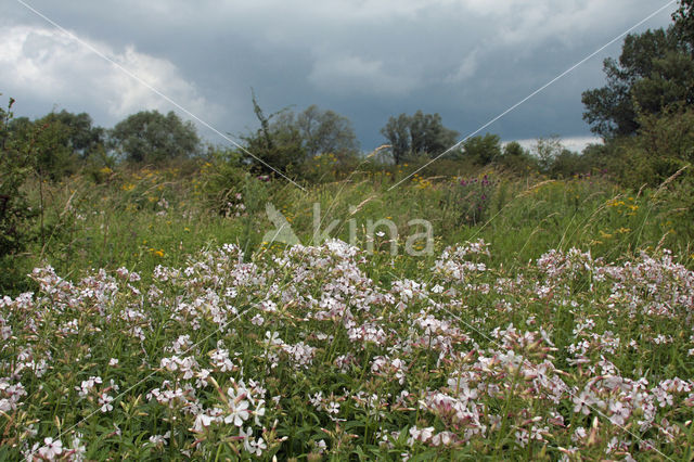 Soapwort (Saponaria officinalis)