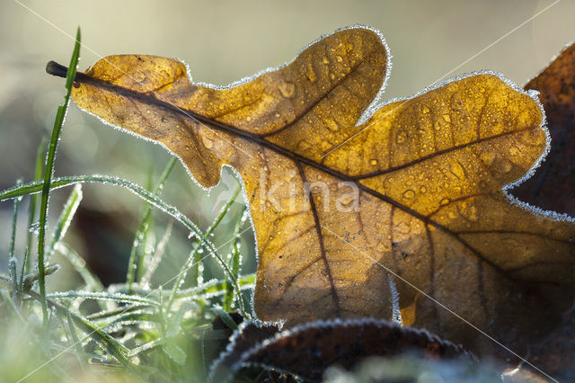 Common Oak