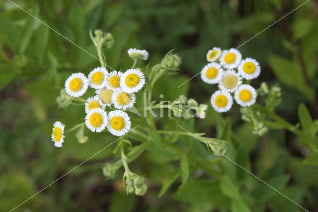 Sweet Scabious / White Top (Erigeron annuus)