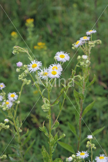 Sweet Scabious / White Top (Erigeron annuus)