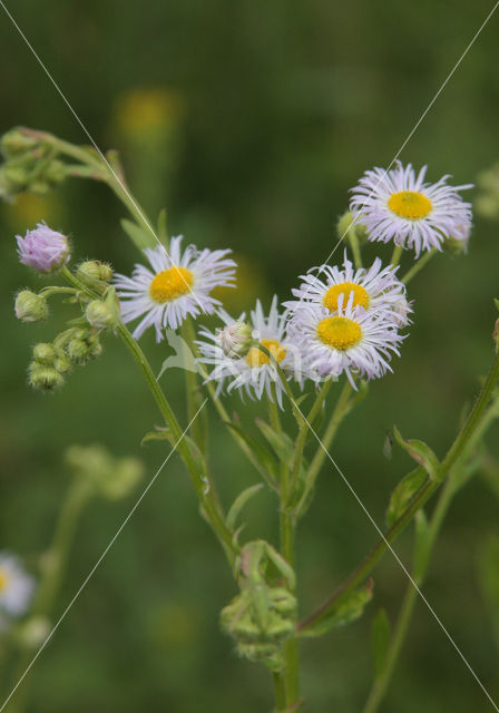 Sweet Scabious / White Top (Erigeron annuus)