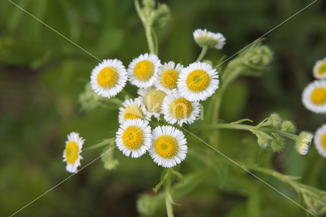 Sweet Scabious / White Top (Erigeron annuus)