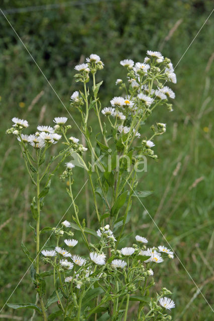 Zomerfijnstraal (Erigeron annuus)