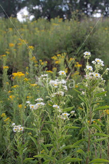 Zomerfijnstraal (Erigeron annuus)