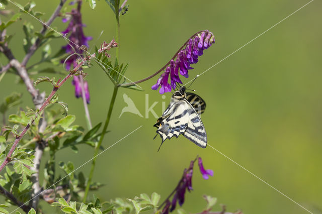 Zuidelijke Koninginnepage (Papilio alexanor)