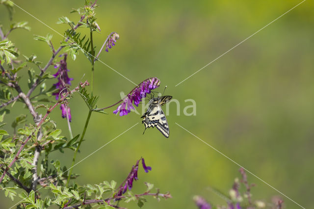 Zuidelijke Koninginnepage (Papilio alexanor)
