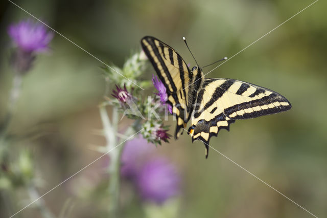 Southern Swallowtail (Papilio alexanor)