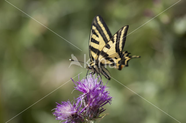 Zuidelijke Koninginnepage (Papilio alexanor)