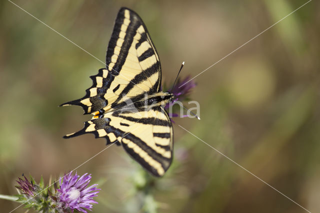 Southern Swallowtail (Papilio alexanor)