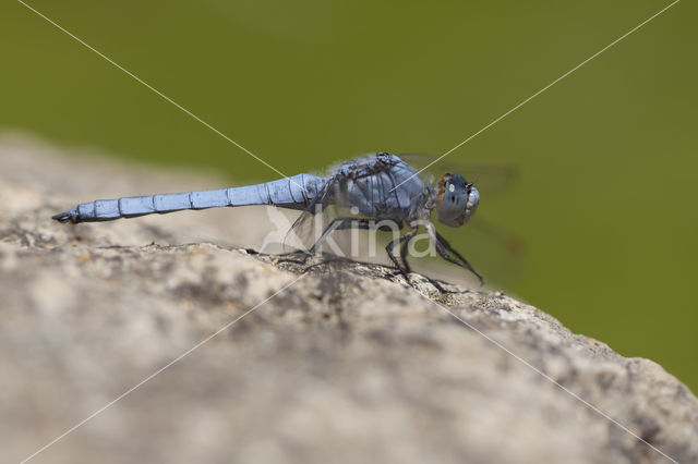 Zuidelijke oeverlibel (Orthetrum brunneum)