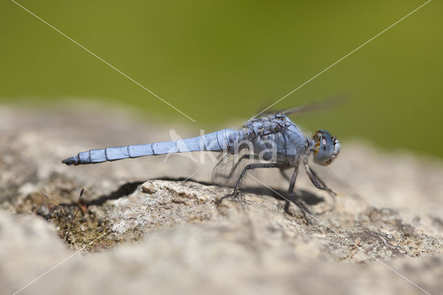 Zuidelijke oeverlibel (Orthetrum brunneum)