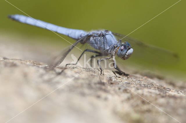 Zuidelijke oeverlibel (Orthetrum brunneum)