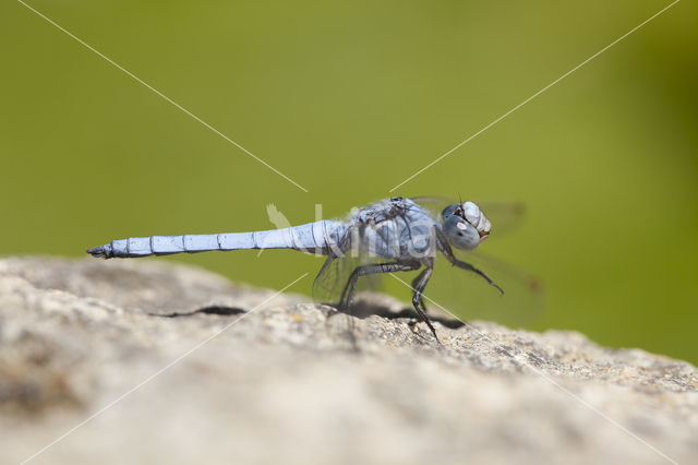 Zuidelijke oeverlibel (Orthetrum brunneum)