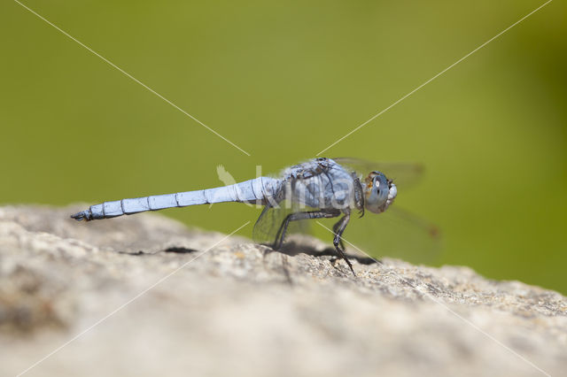 Zuidelijke oeverlibel (Orthetrum brunneum)