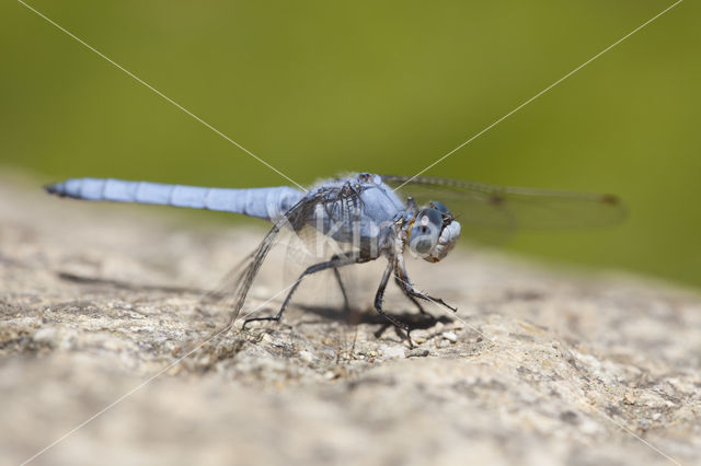 Zuidelijke oeverlibel (Orthetrum brunneum)