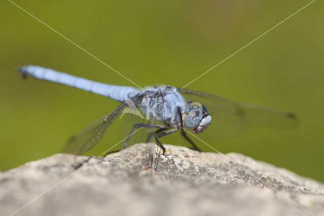 Zuidelijke oeverlibel (Orthetrum brunneum)