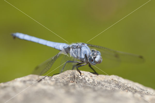 Zuidelijke oeverlibel (Orthetrum brunneum)