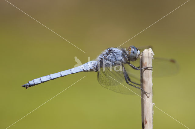 Zuidelijke oeverlibel (Orthetrum brunneum)