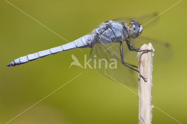 Zuidelijke oeverlibel (Orthetrum brunneum)