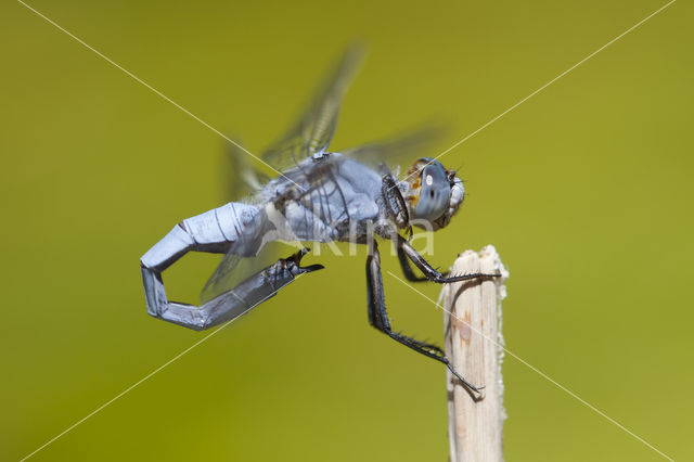 Zuidelijke oeverlibel (Orthetrum brunneum)