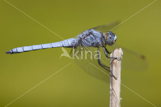 Zuidelijke oeverlibel (Orthetrum brunneum)