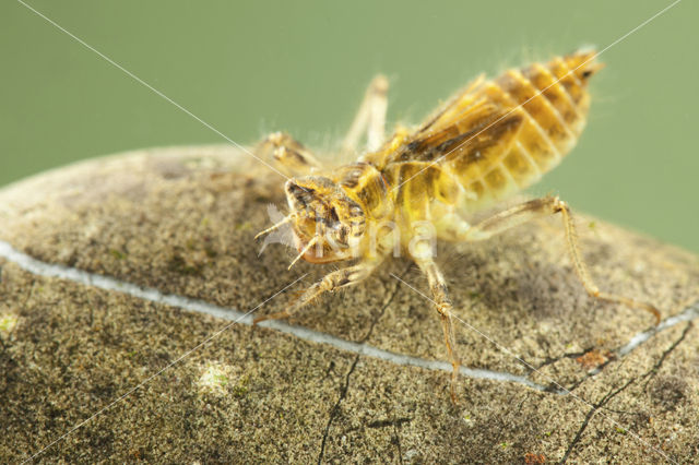 Skimmer (Orthetrum brunneum)