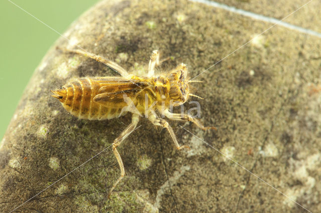 Zuidelijke oeverlibel (Orthetrum brunneum)