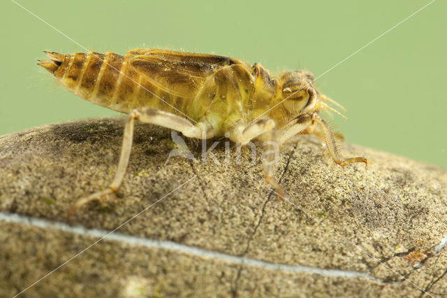 Zuidelijke oeverlibel (Orthetrum brunneum)