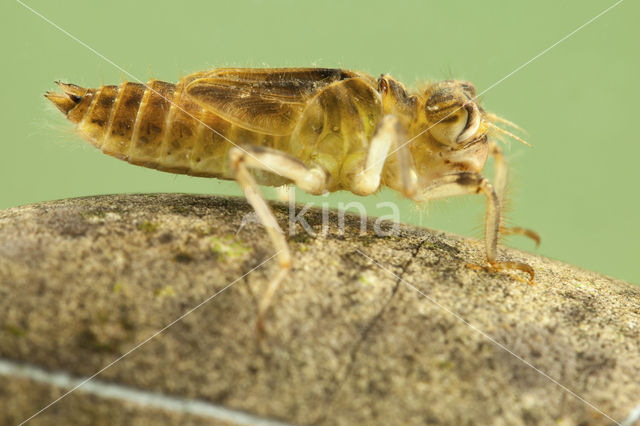 Zuidelijke oeverlibel (Orthetrum brunneum)