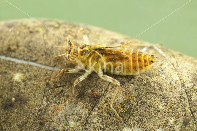 Zuidelijke oeverlibel (Orthetrum brunneum)