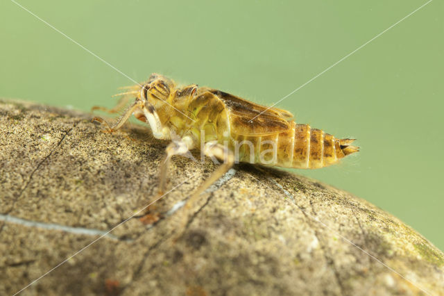 Zuidelijke oeverlibel (Orthetrum brunneum)