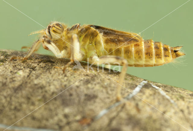 Zuidelijke oeverlibel (Orthetrum brunneum)