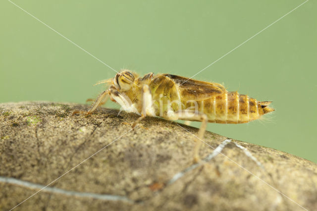 Zuidelijke oeverlibel (Orthetrum brunneum)