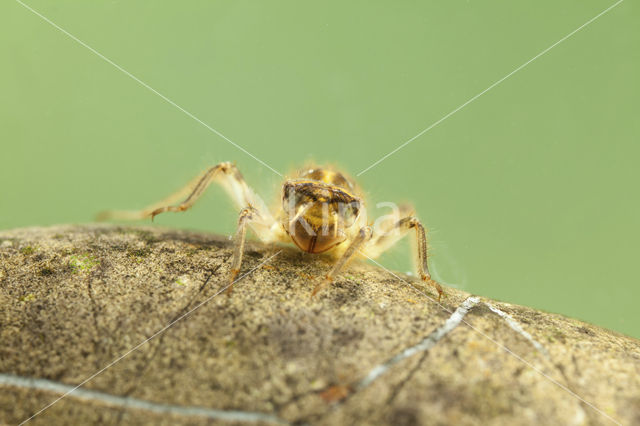 Zuidelijke oeverlibel (Orthetrum brunneum)