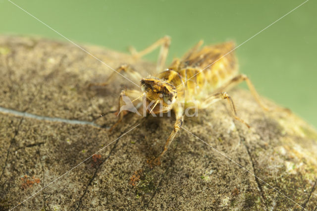 Zuidelijke oeverlibel (Orthetrum brunneum)