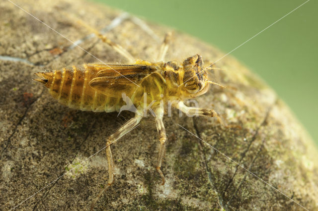 Zuidelijke oeverlibel (Orthetrum brunneum)