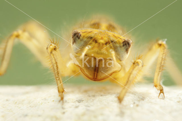 Zuidelijke oeverlibel (Orthetrum brunneum)