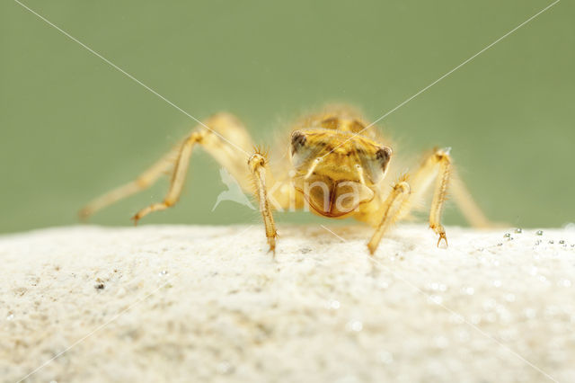 Zuidelijke oeverlibel (Orthetrum brunneum)