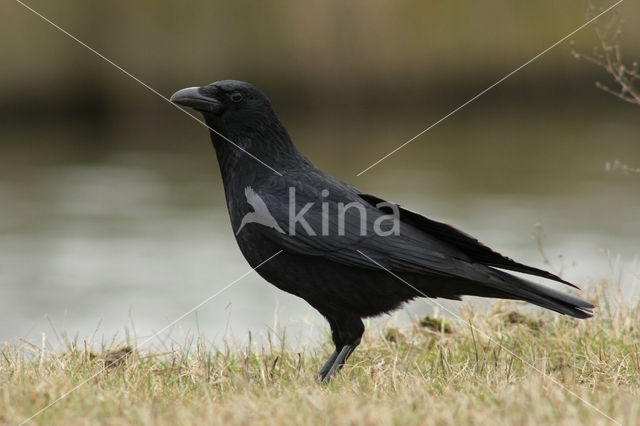 Zwarte Kraai (Corvus corone)