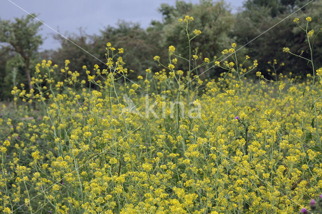 Zwarte mosterd (Brassica nigra)