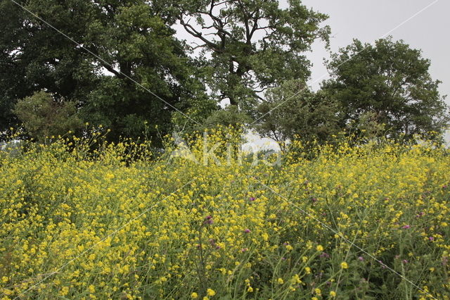 Black Mustard (Brassica nigra)