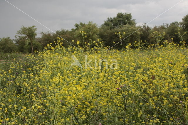 Black Mustard (Brassica nigra)