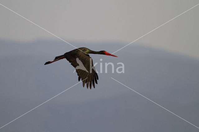 Zwarte Ooievaar (Ciconia nigra)