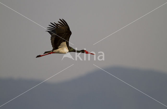 Zwarte Ooievaar (Ciconia nigra)